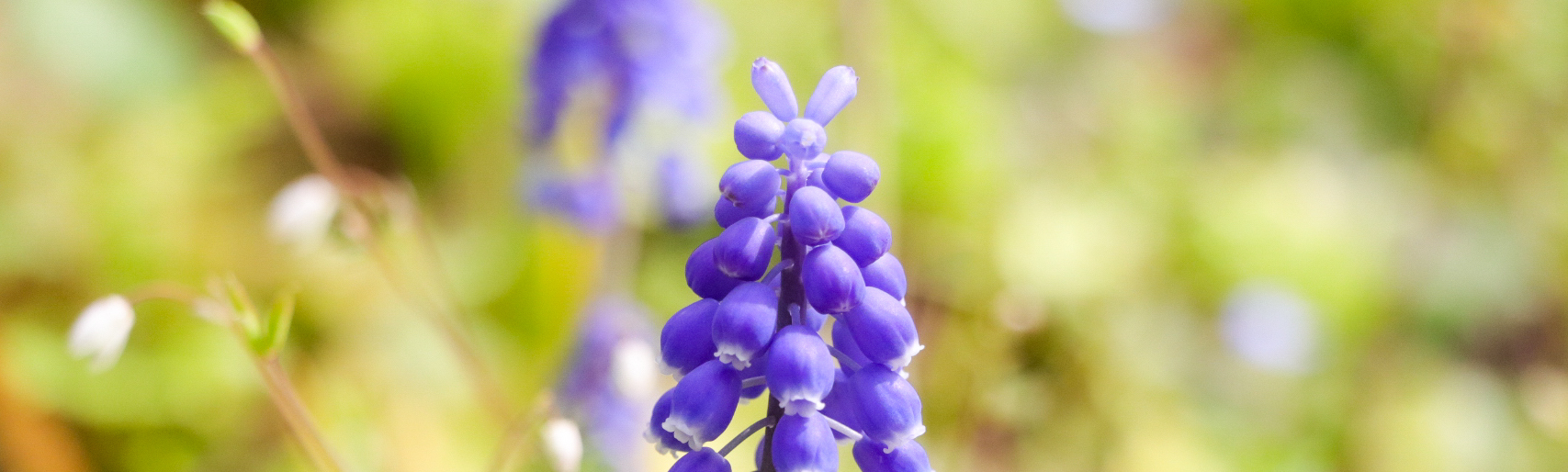 特定商取引に基づく表記